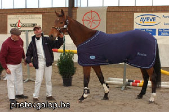Free jumping Young Horses in Hoogstraten