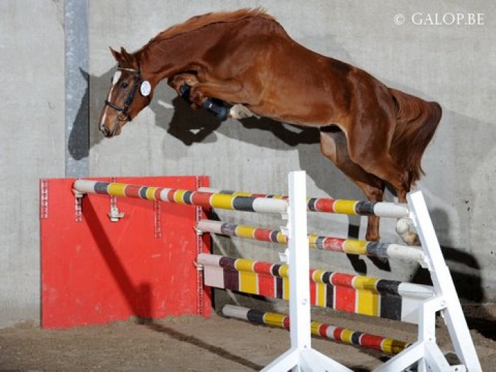 SELECTIE VRIJ SPRINGEN 2-JARIGE PAARDEN