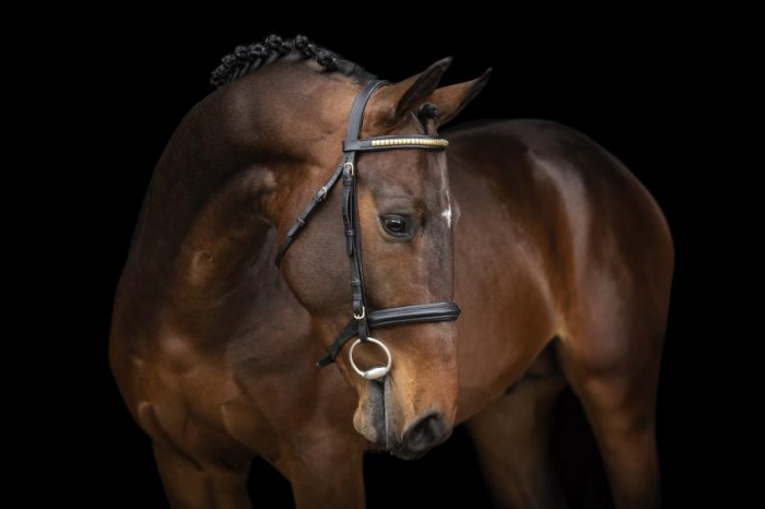 Three 4-year-old champions in the stallion competition