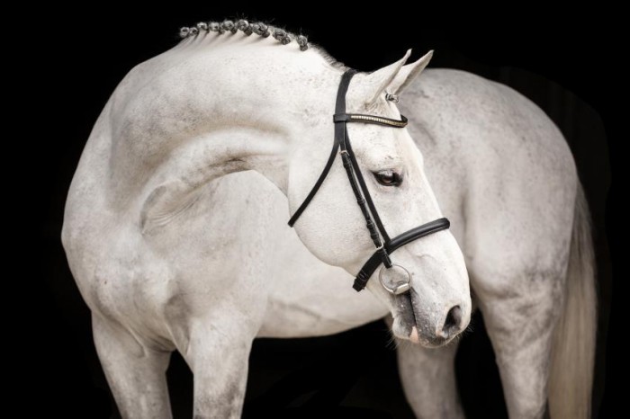 El Torreo daughter stars in Riesenbeck