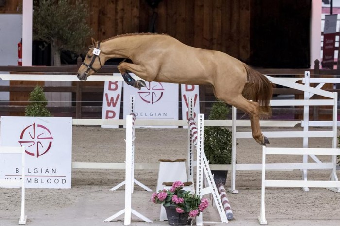 Sambucci de Muze shines at Dutch Championships