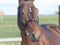Bamako offspring continues to do well